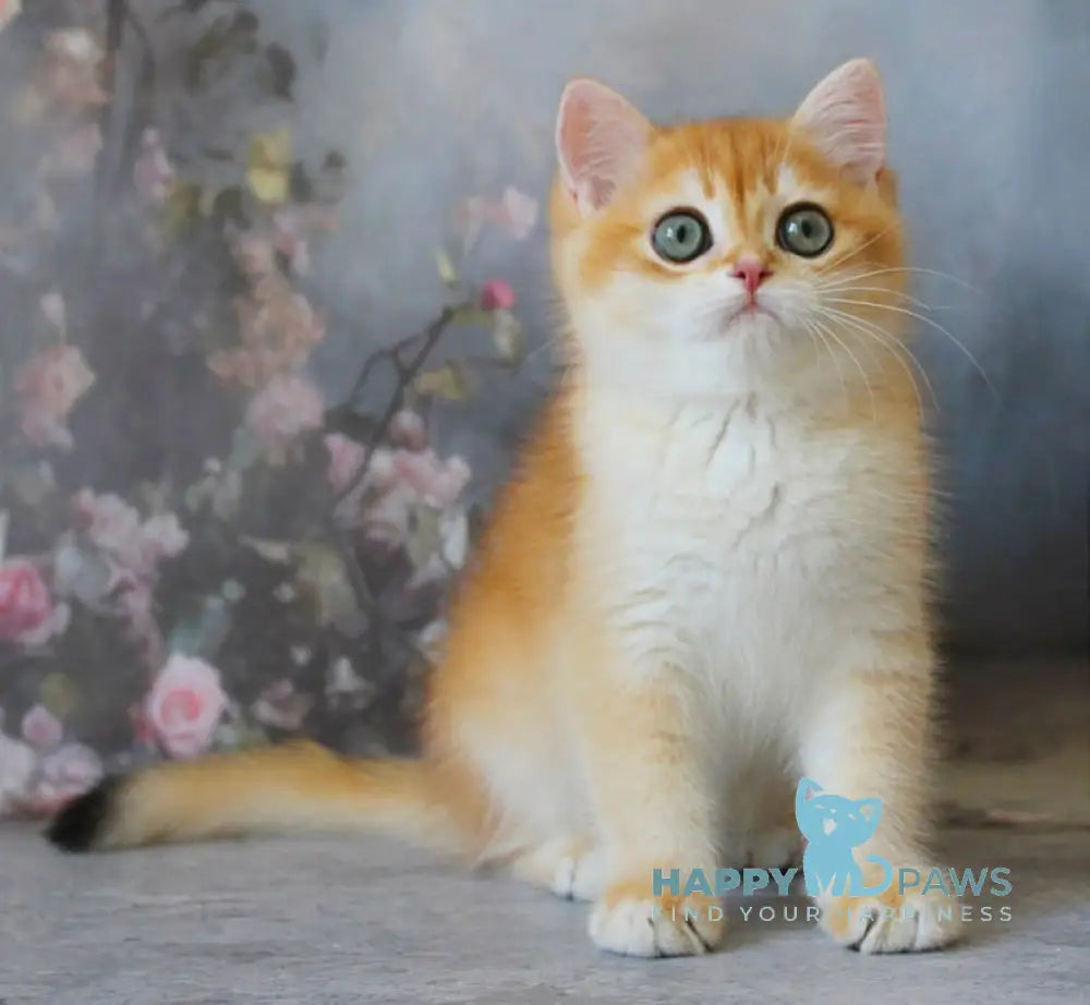 Pikinik British Shorthair male black golden chinchilla live animals