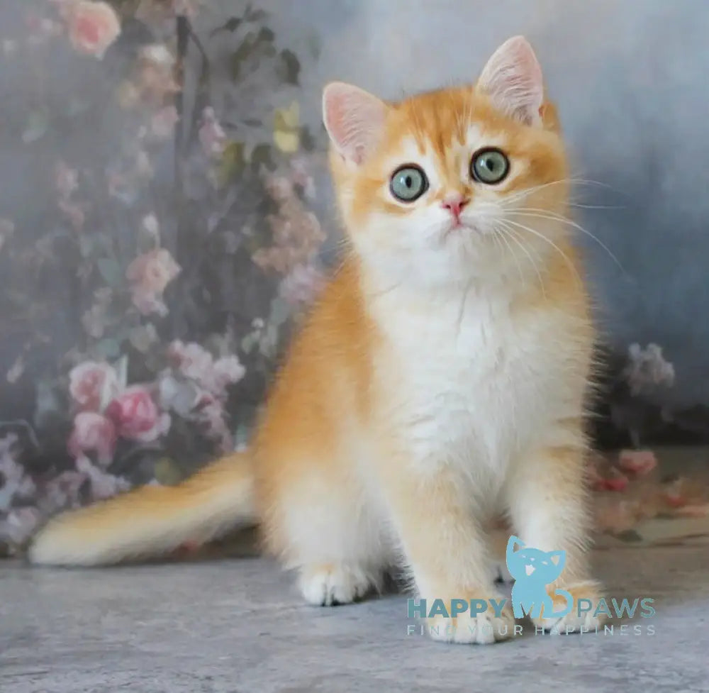 Pikinik British Shorthair male black golden chinchilla live animals