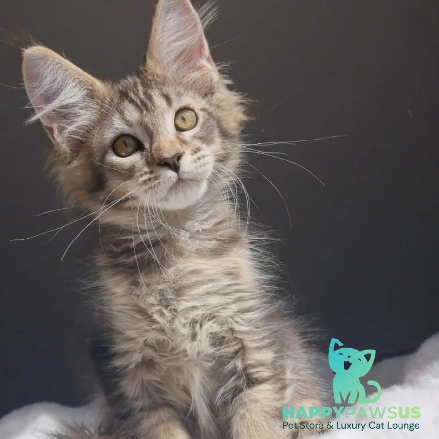 Pilar Maine Coon female black ticked tabby - live animals