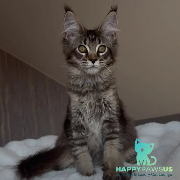 Pilar Maine Coon female black ticked tabby - live animals