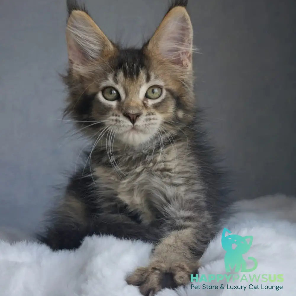 Pilar Maine Coon female black ticked tabby - live animals