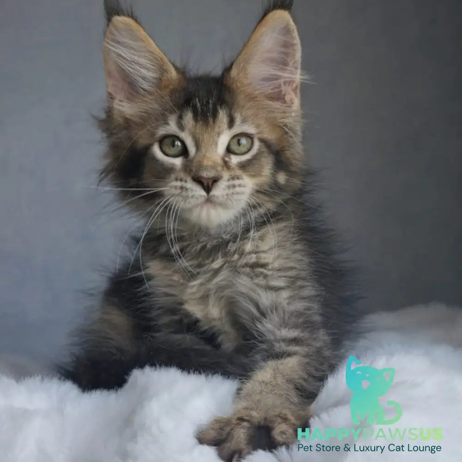 Pilar Maine Coon female black ticked tabby - live animals