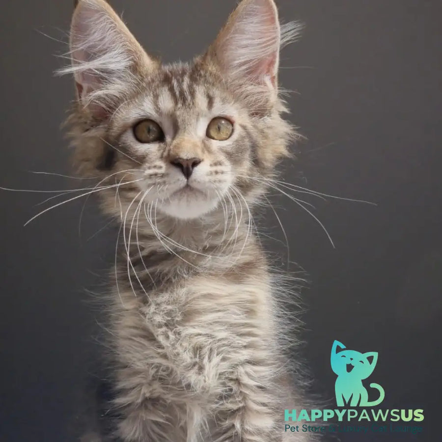 Pilar Maine Coon female black ticked tabby - live animals