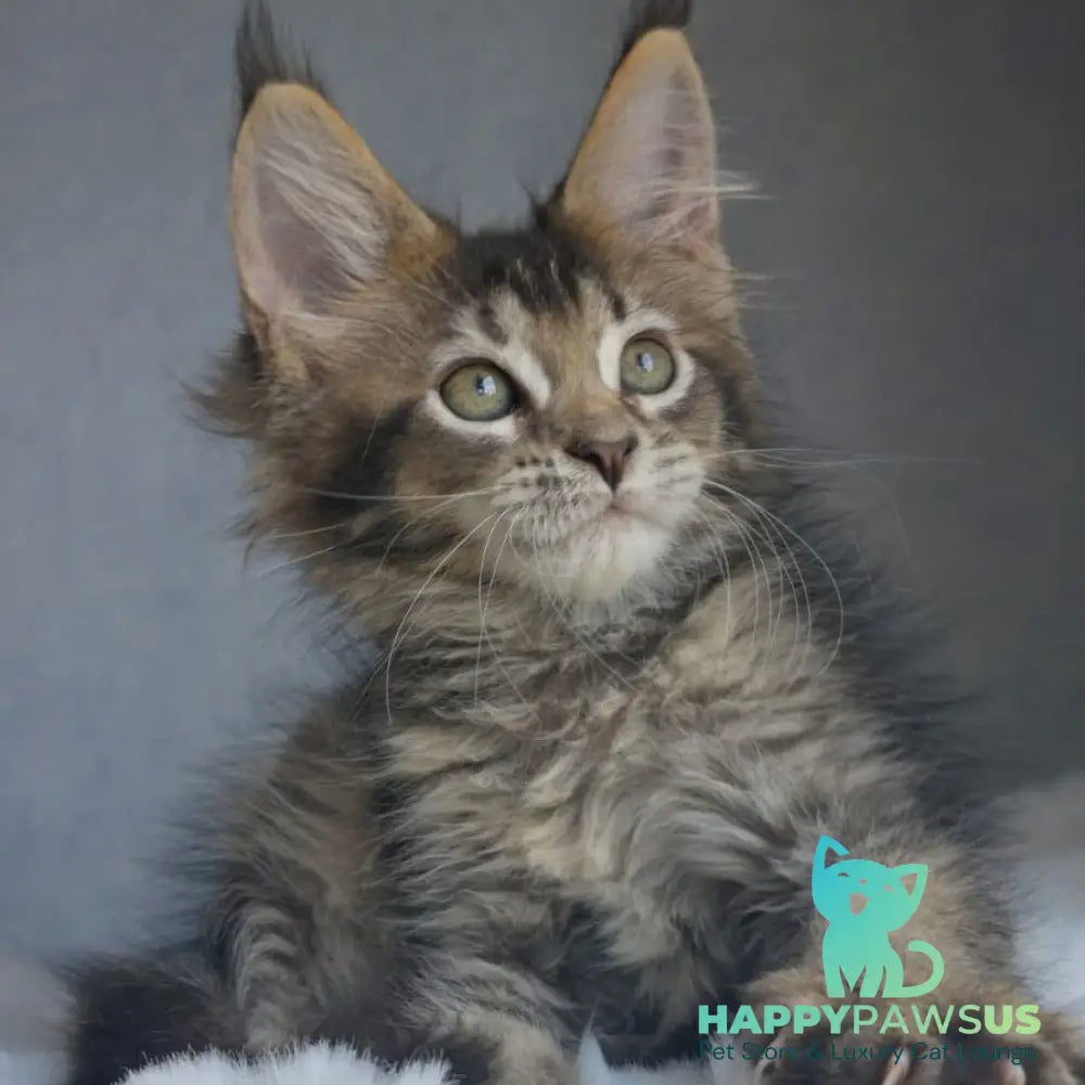 Pilar Maine Coon female black ticked tabby - live animals
