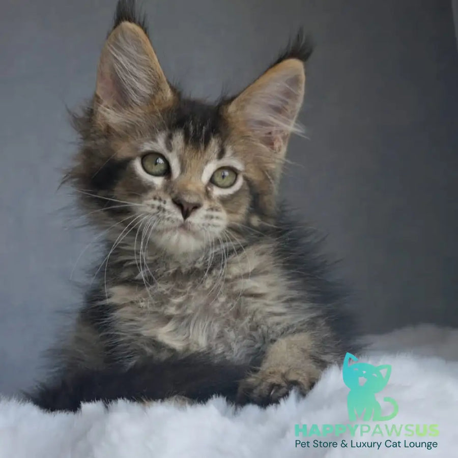 Pilar Maine Coon female black ticked tabby - live animals