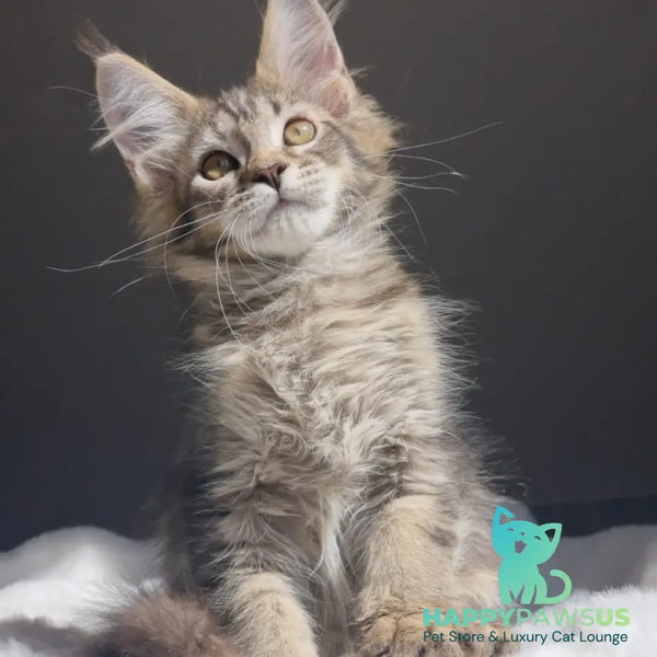 Pilar Maine Coon female black ticked tabby - live animals