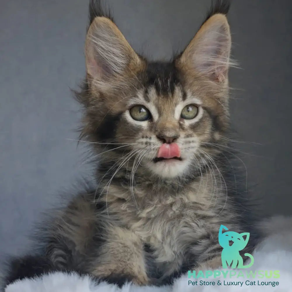 Pilar Maine Coon female black ticked tabby - live animals