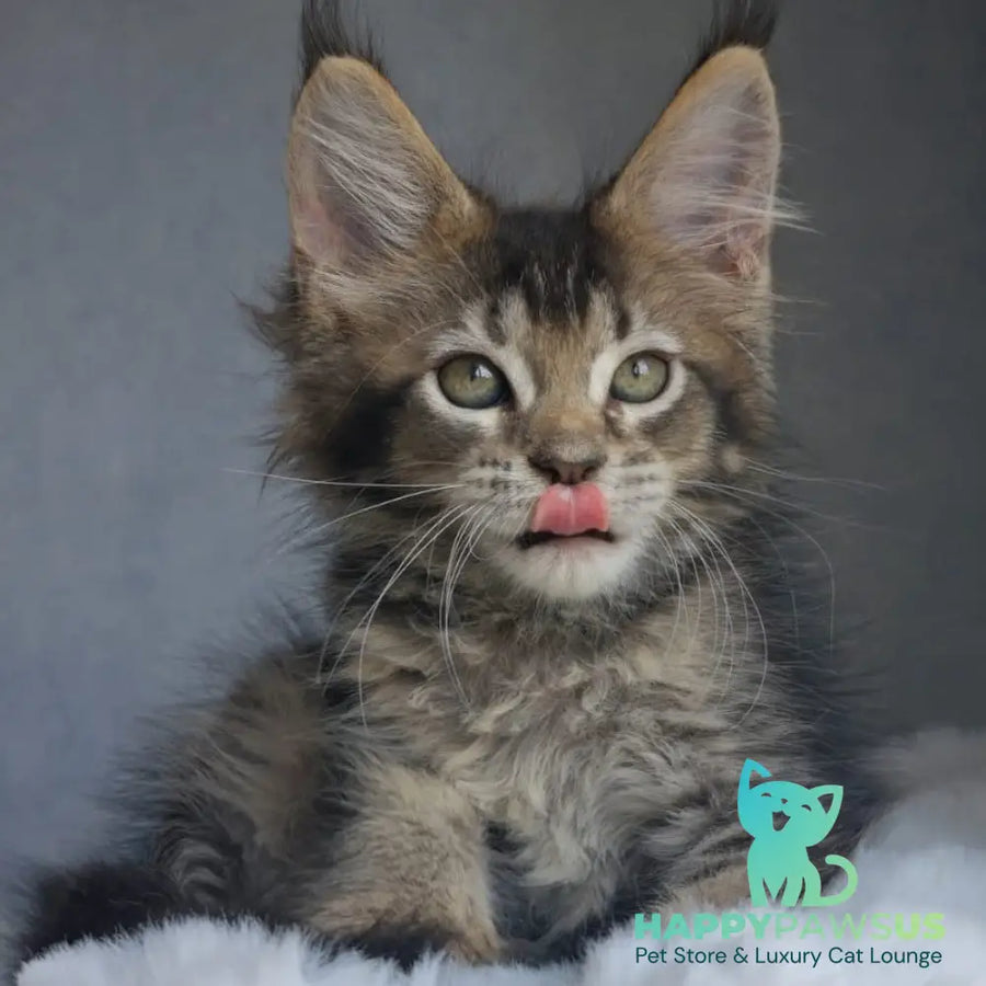Pilar Maine Coon female black ticked tabby - live animals