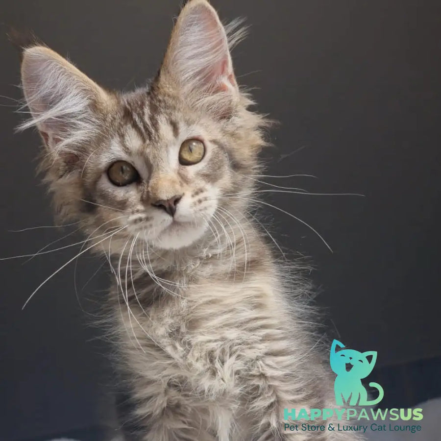 Pilar Maine Coon female black ticked tabby - live animals