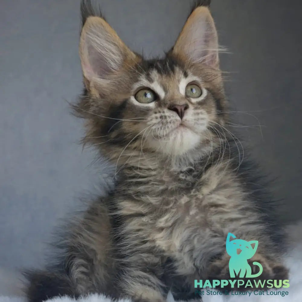 Pilar Maine Coon female black ticked tabby - live animals