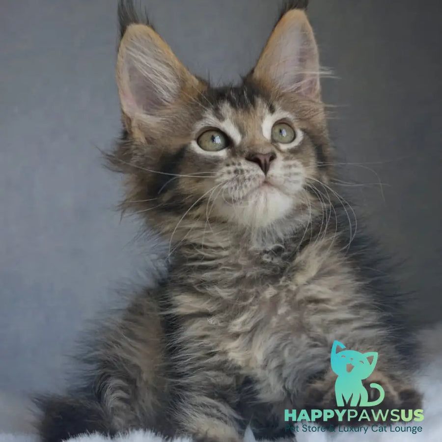 Pilar Maine Coon female black ticked tabby - live animals