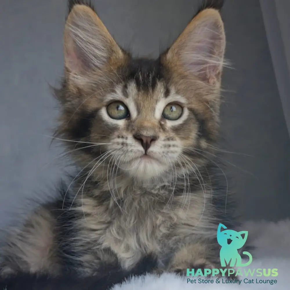 Pilar Maine Coon female black ticked tabby - live animals