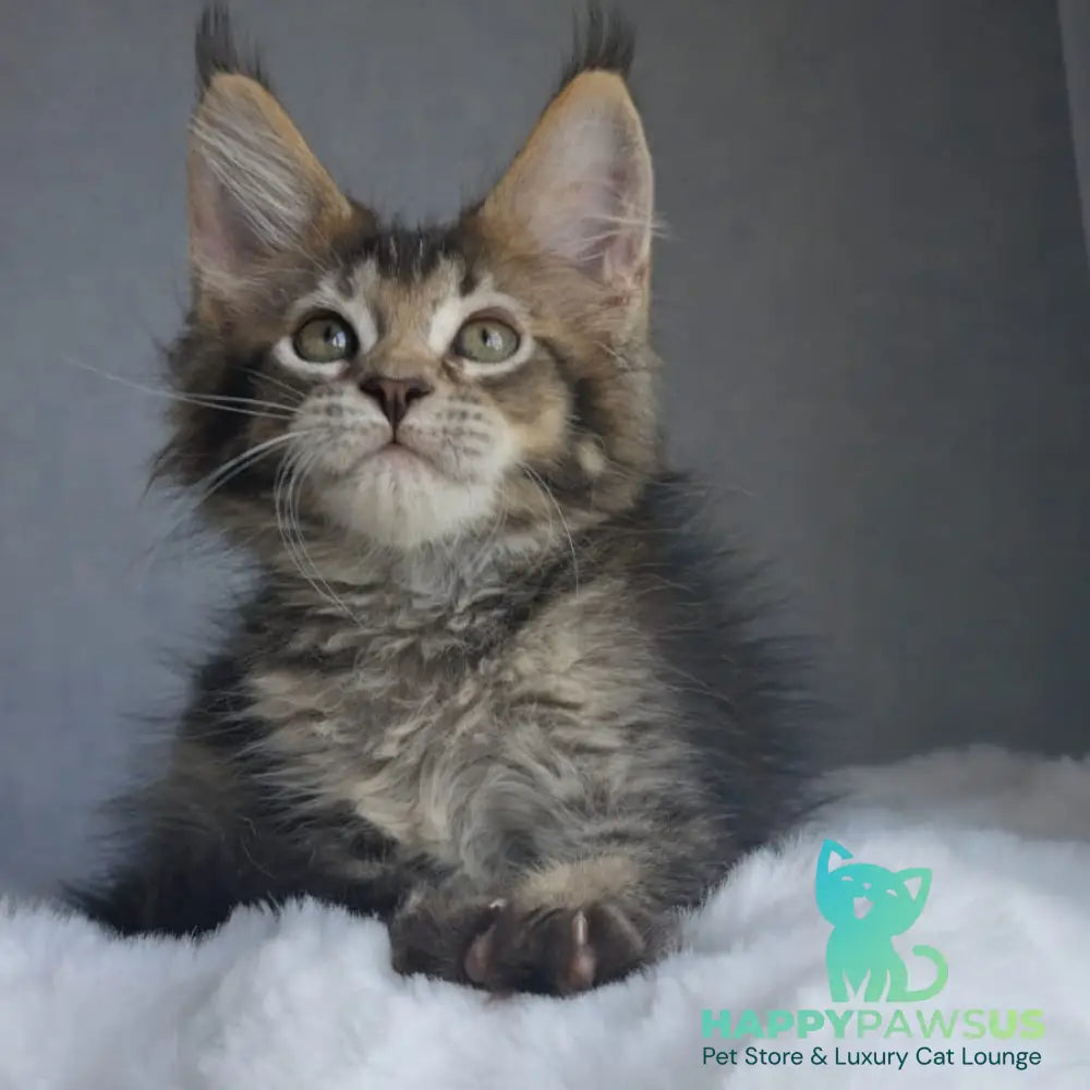 Pilar Maine Coon female black ticked tabby - live animals