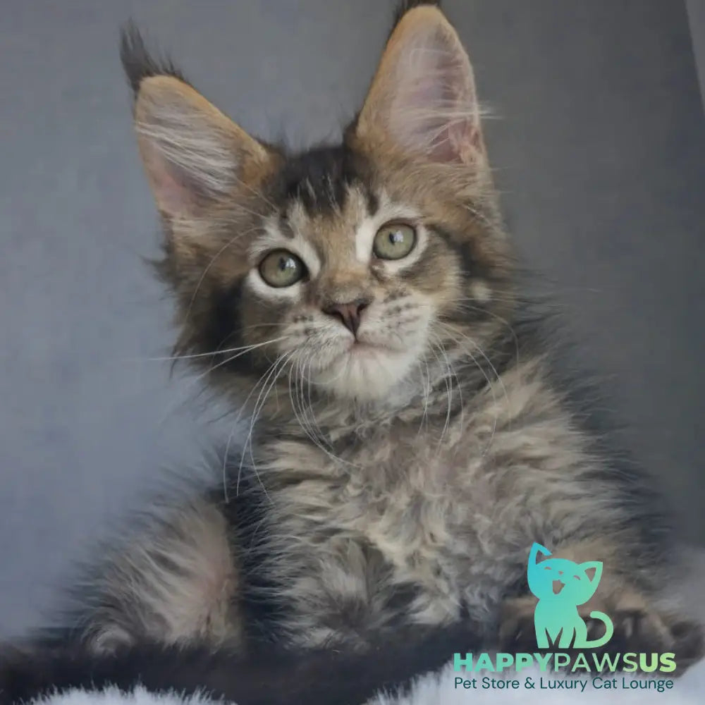 Pilar Maine Coon female black ticked tabby - live animals
