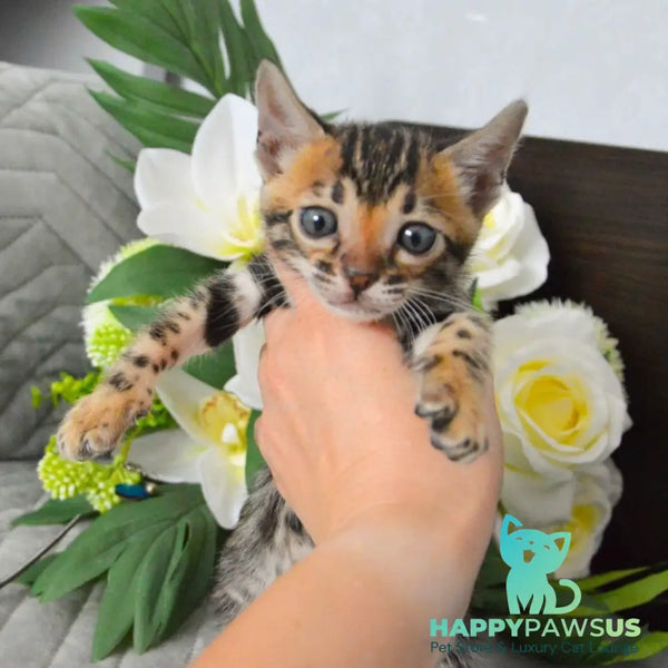 Pinkie Bengal female black spotted tabby - live animals
