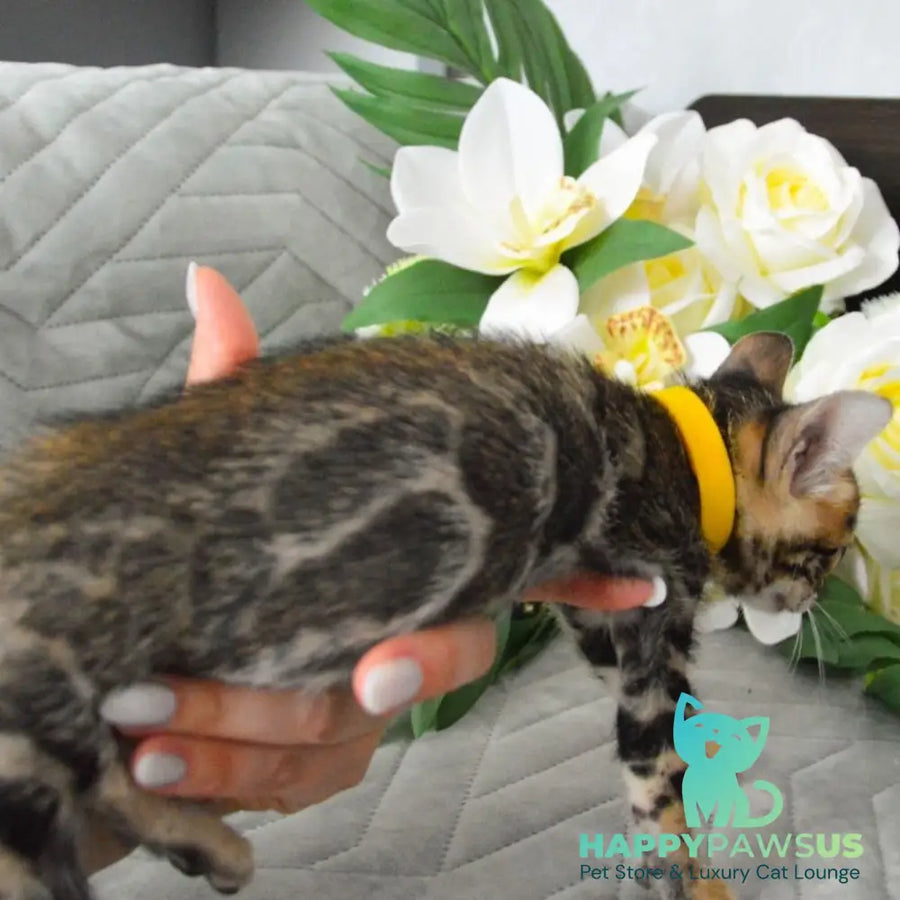 Pinkie Bengal female black spotted tabby - live animals