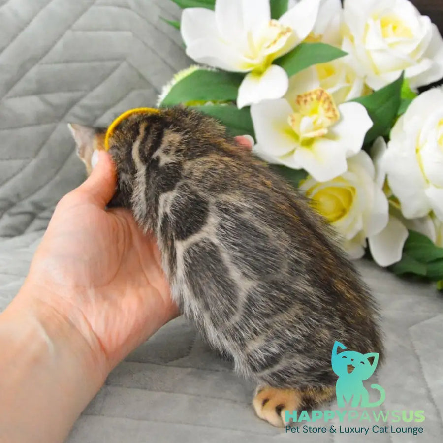 Pinkie Bengal female black spotted tabby - live animals