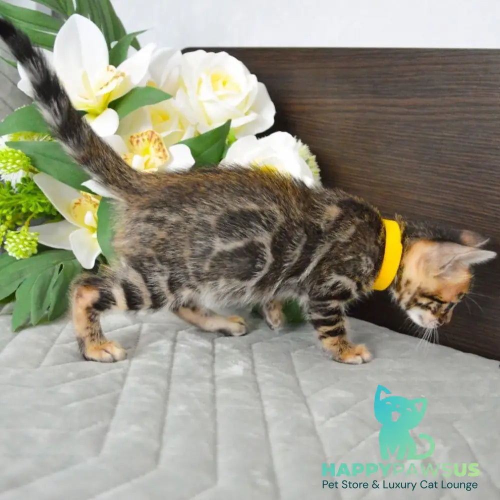 Pinkie Bengal female black spotted tabby - live animals