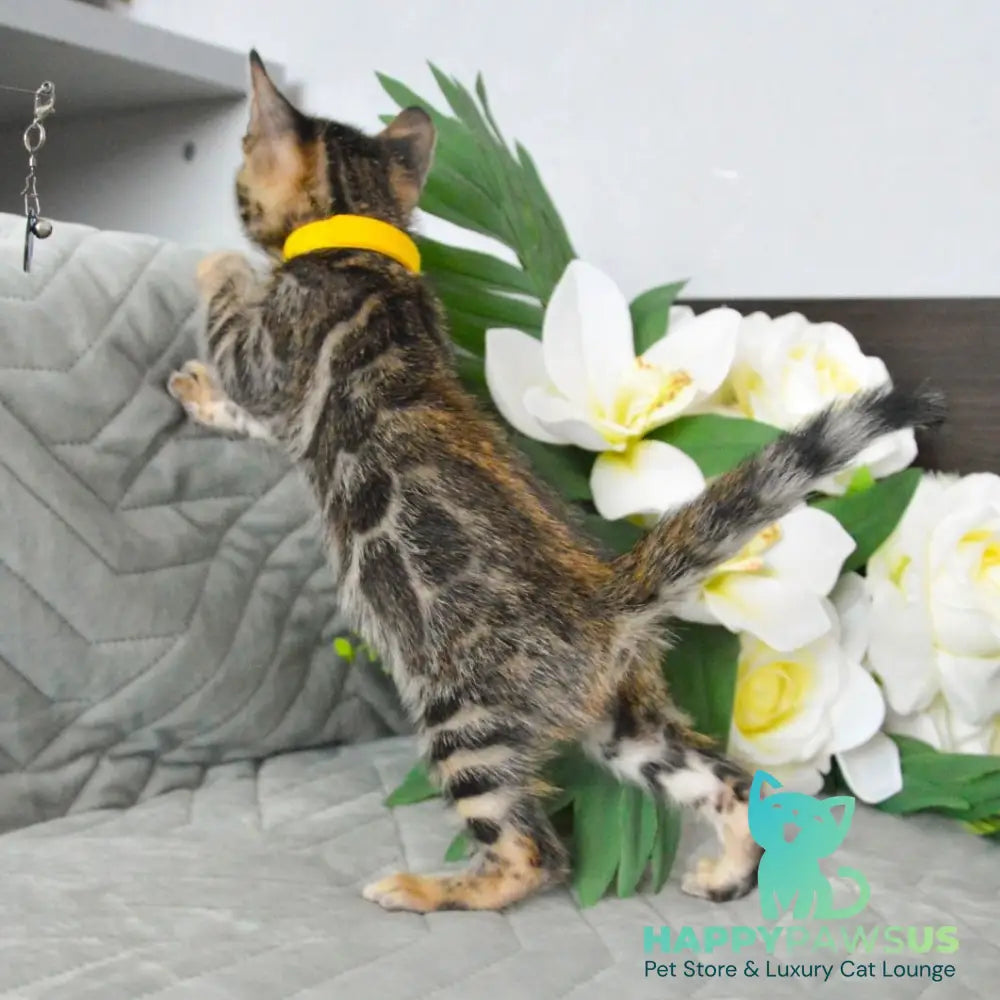 Pinkie Bengal female black spotted tabby - live animals