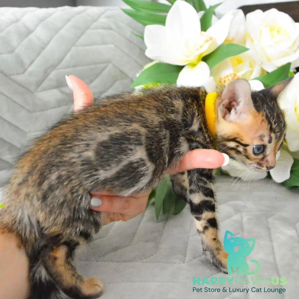 Pinkie Bengal female black spotted tabby - live animals