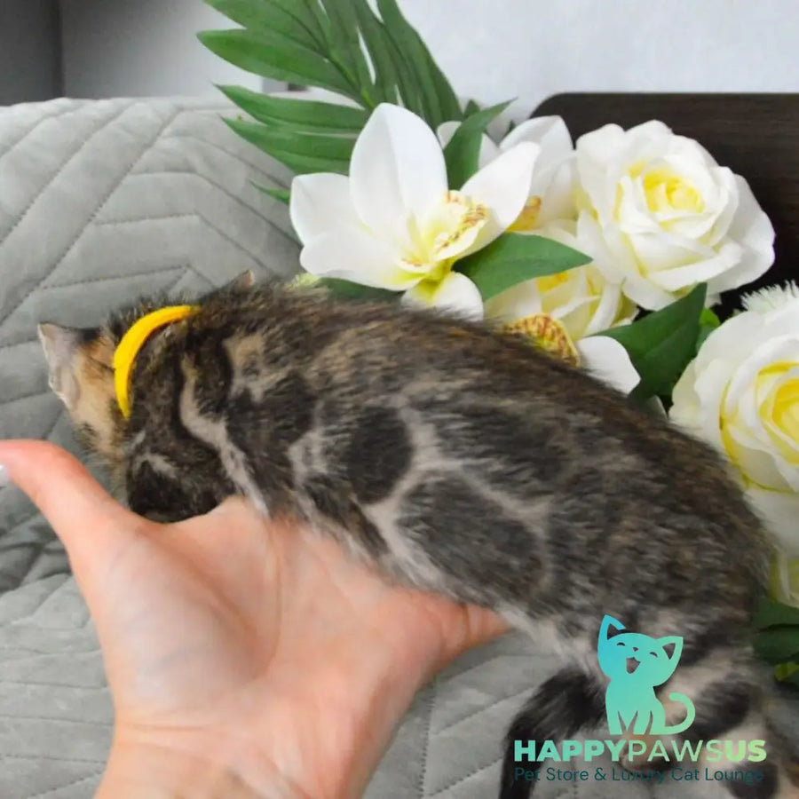 Pinkie Bengal female black spotted tabby - live animals