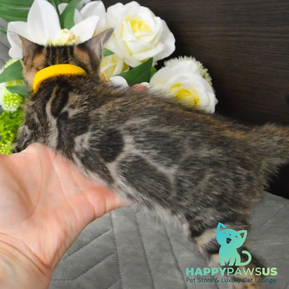 Pinkie Bengal female black spotted tabby - live animals