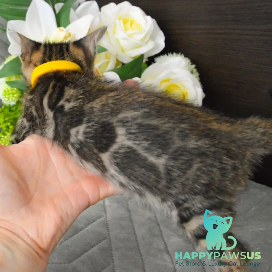 Pinkie Bengal female black spotted tabby - live animals
