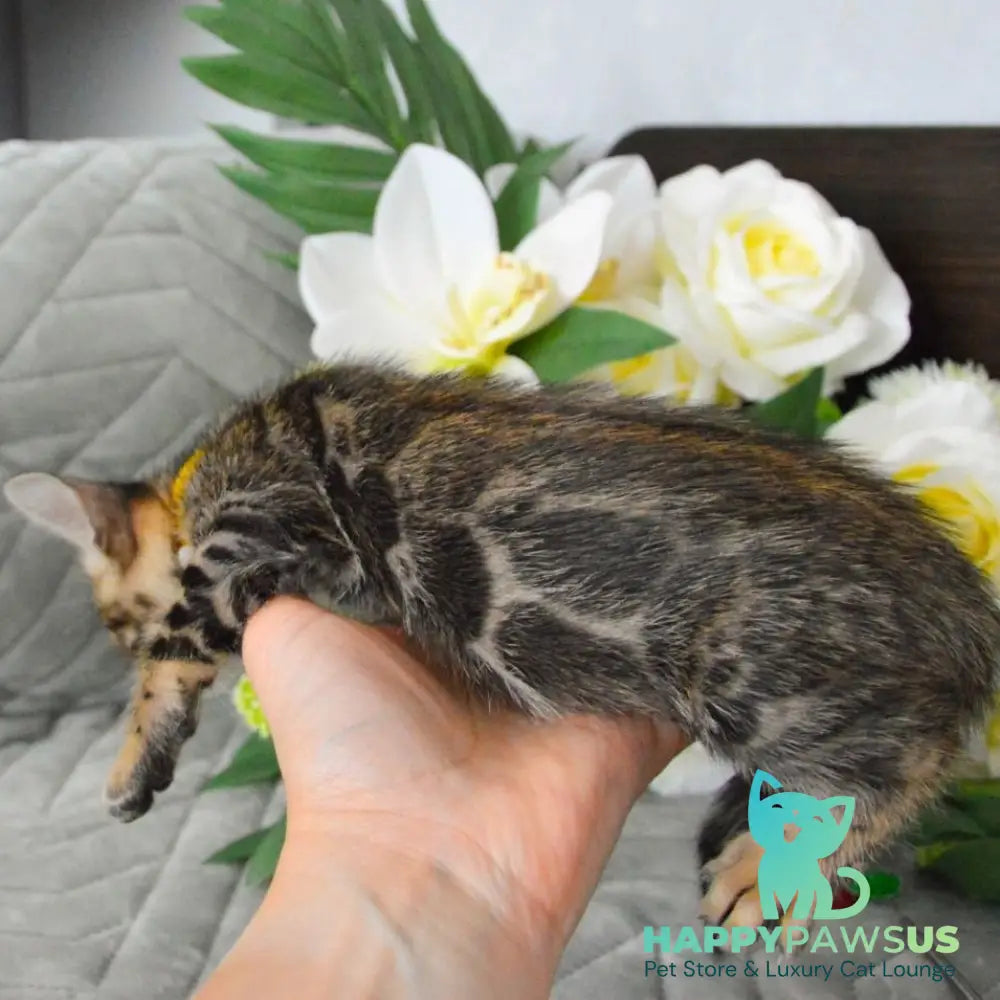 Pinkie Bengal female black spotted tabby - live animals