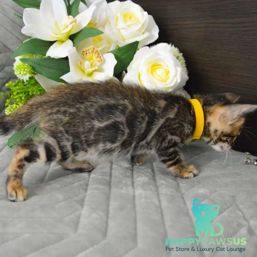 Pinkie Bengal female black spotted tabby - live animals