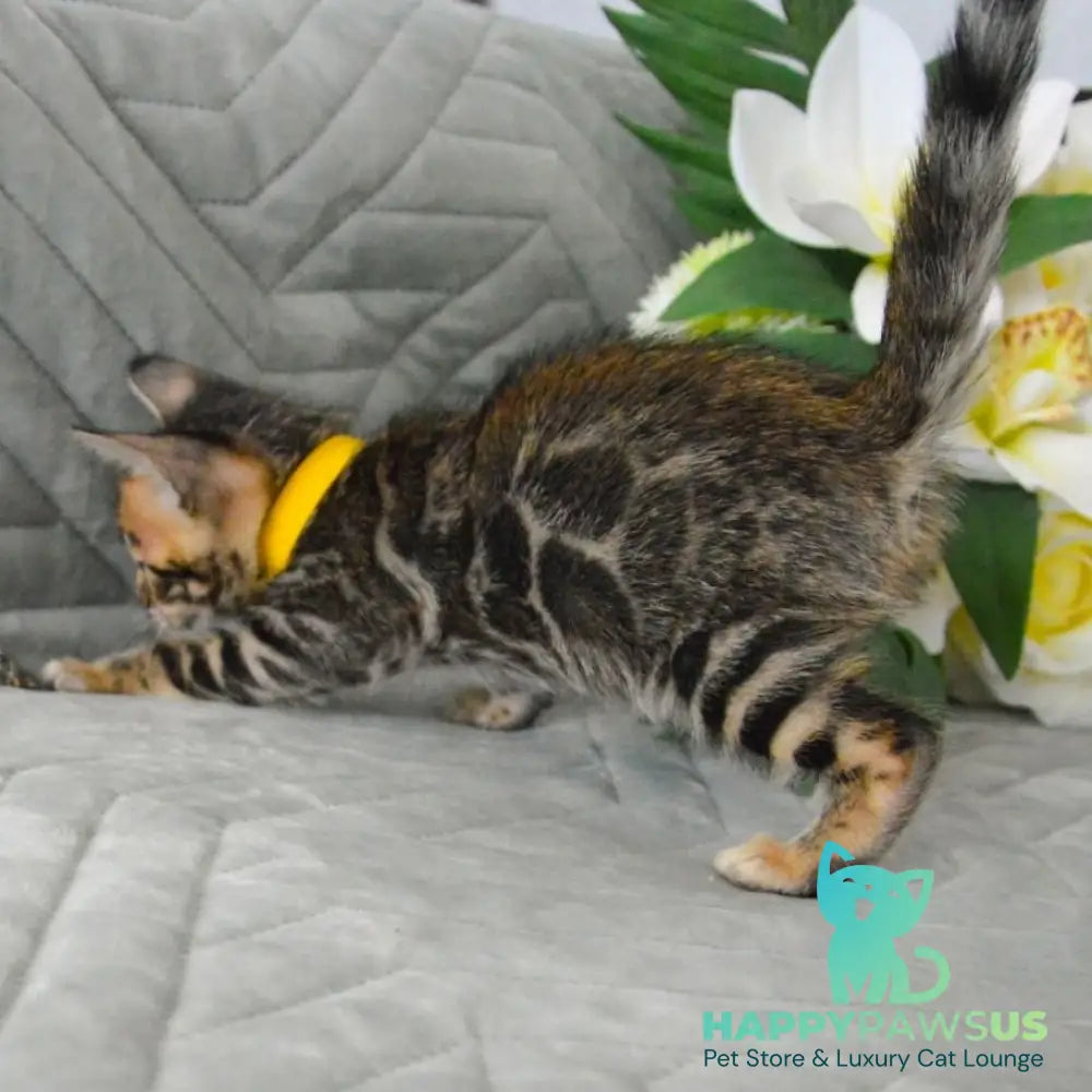 Pinkie Bengal female black spotted tabby - live animals