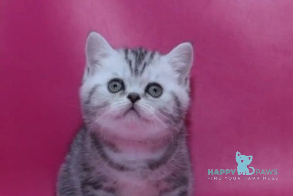 Pinkie Scottish Straight female black silver tabby live animals