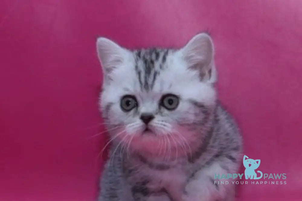 Pinkie Scottish Straight female black silver tabby live animals