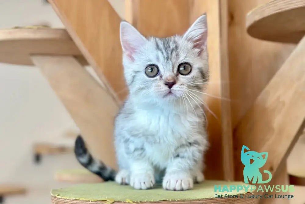 Pinky Munchkin female black silver tabby - live animals