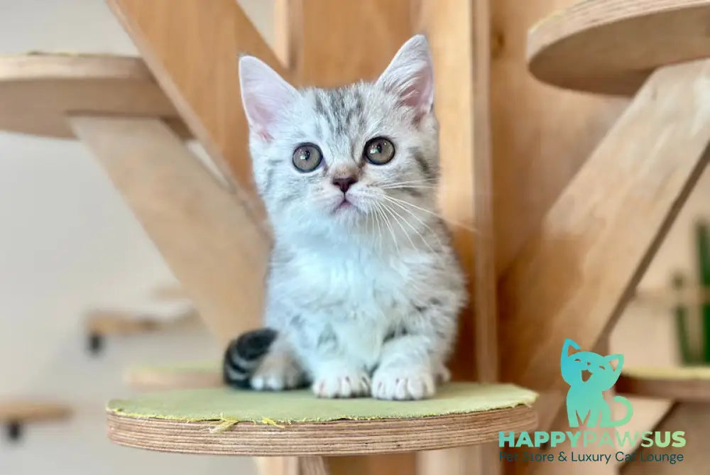Pinky Munchkin female black silver tabby - live animals