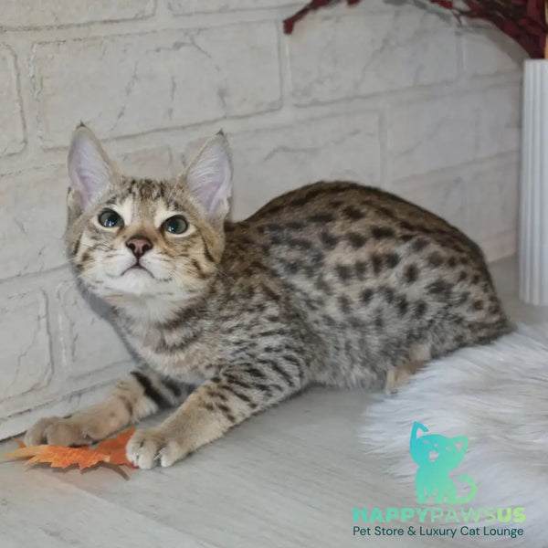 Pinokio Savannah male brown - live animals