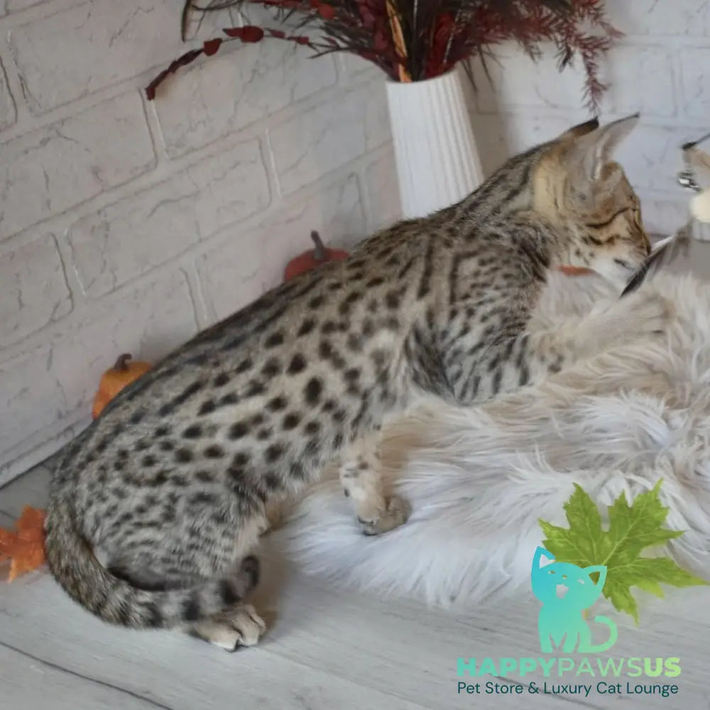 Pinokio Savannah male brown - live animals