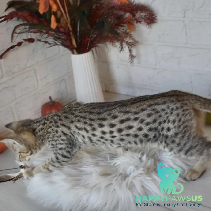 Pinokio Savannah male brown - live animals