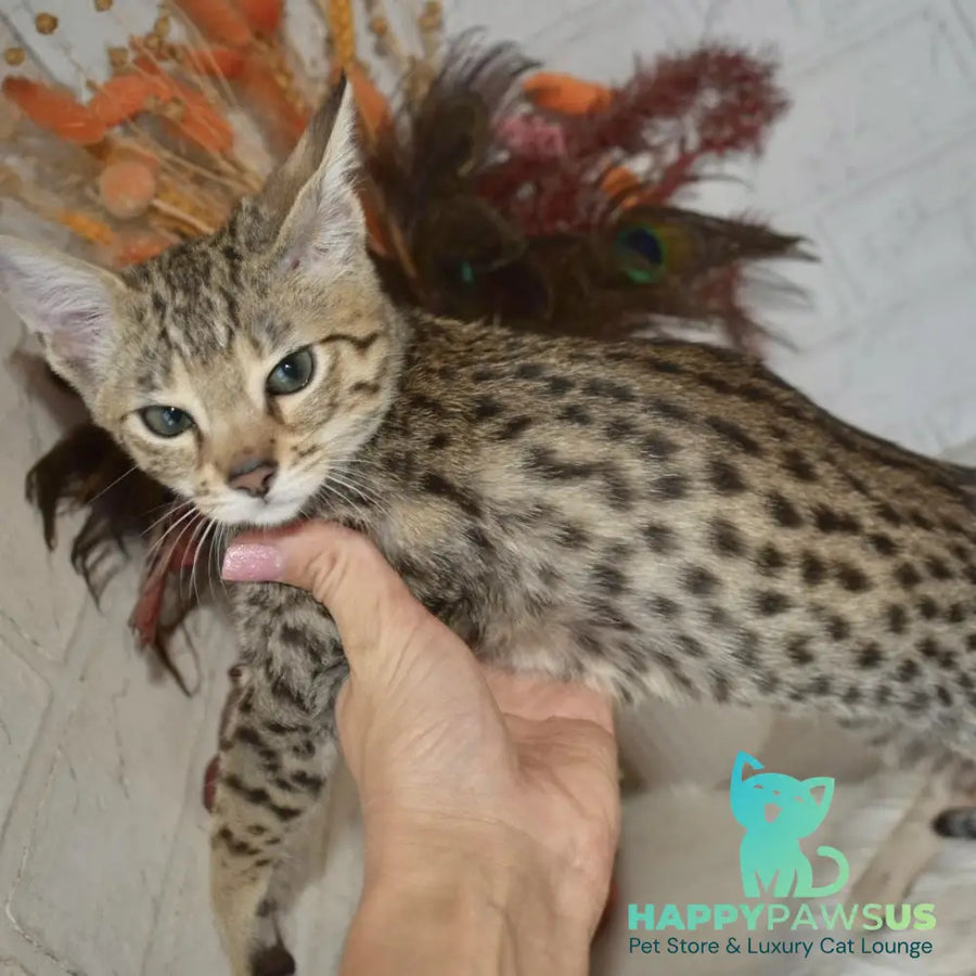 Pinokio Savannah male brown - live animals