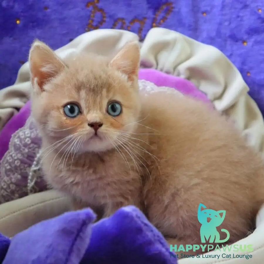 Pion British Shorthair male lilac golden shaded - live animals