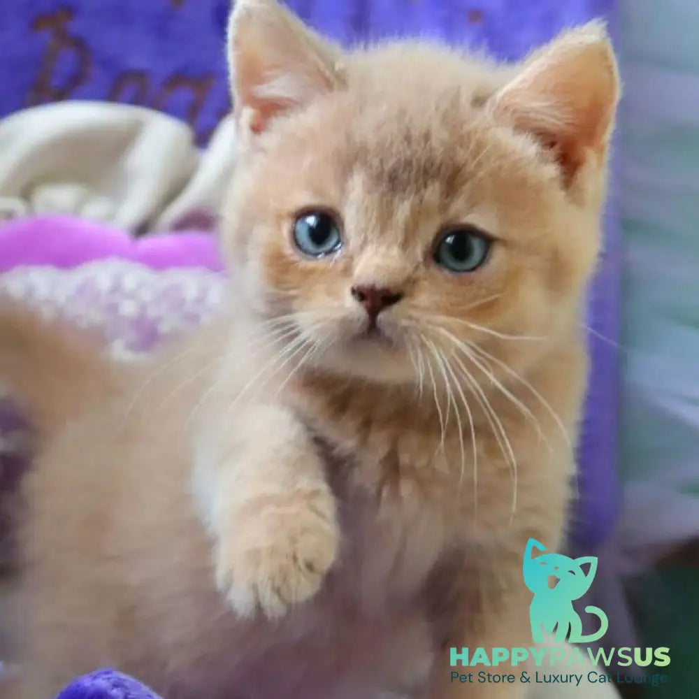 Pion British Shorthair male lilac golden shaded - live animals