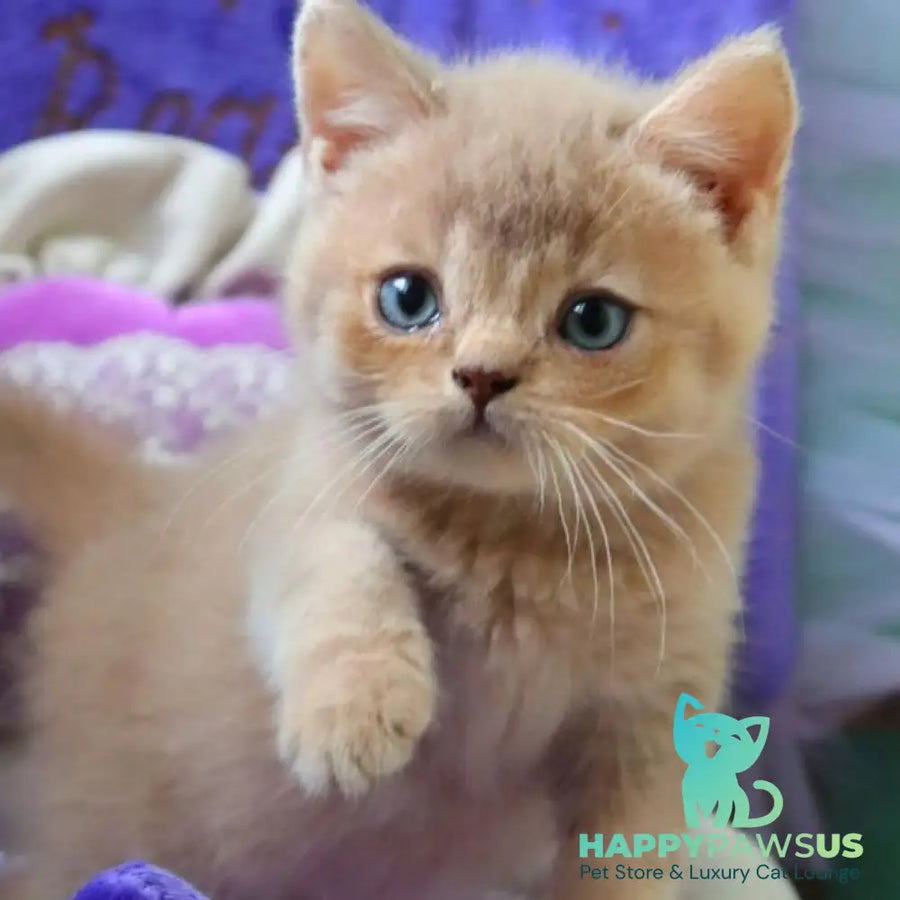 Pion British Shorthair male lilac golden shaded - live animals