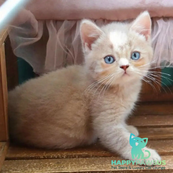 Pion British Shorthair male lilac golden shaded - live animals