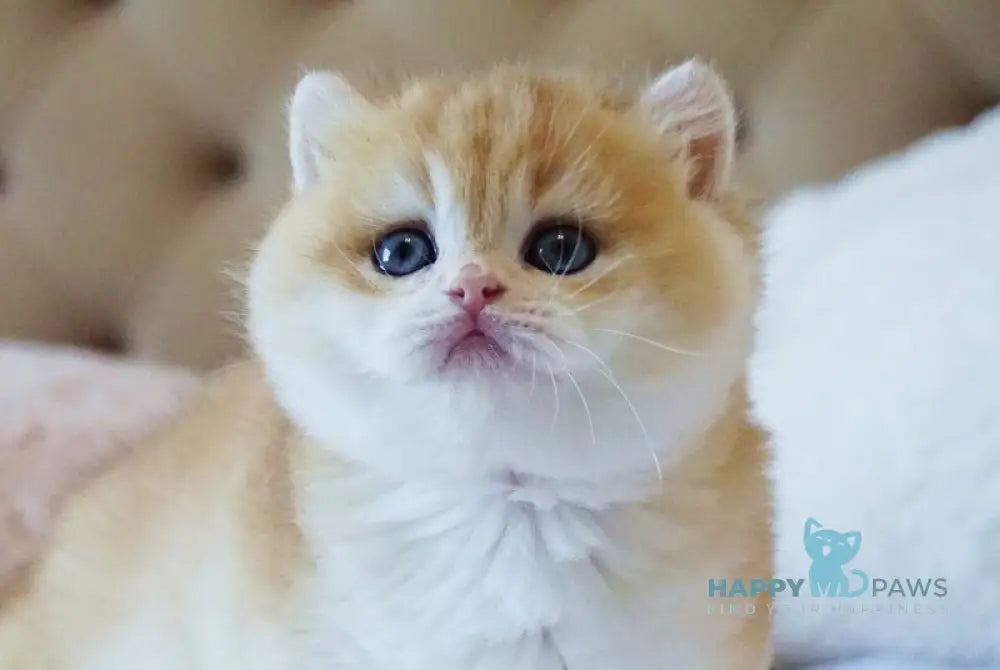 Piper British Shorthair female black golden chinchilla live animals