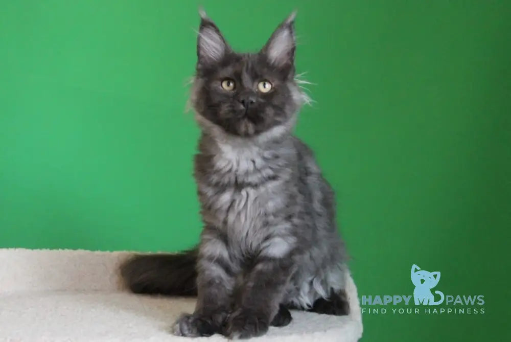 Piper Maine Coon female black smoke live animals