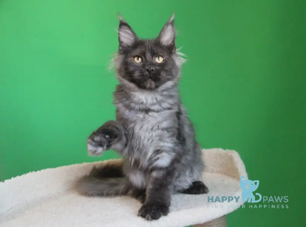Piper Maine Coon female black smoke live animals