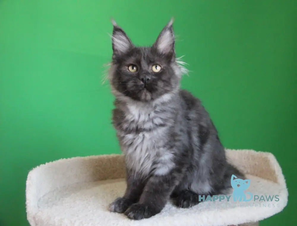 Piper Maine Coon female black smoke live animals