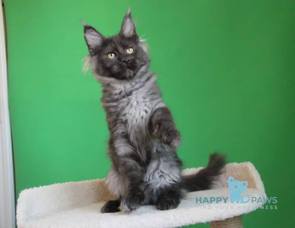 Piper Maine Coon female black smoke live animals