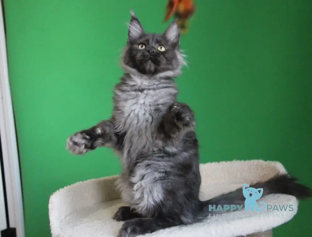 Piper Maine Coon female black smoke live animals