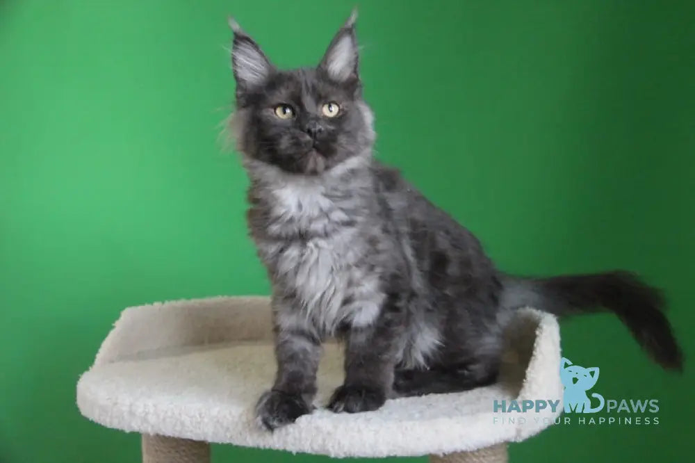 Piper Maine Coon female black smoke live animals