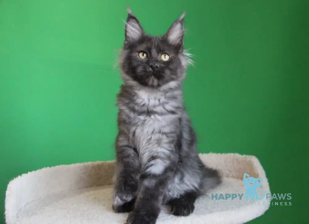 Piper Maine Coon female black smoke live animals